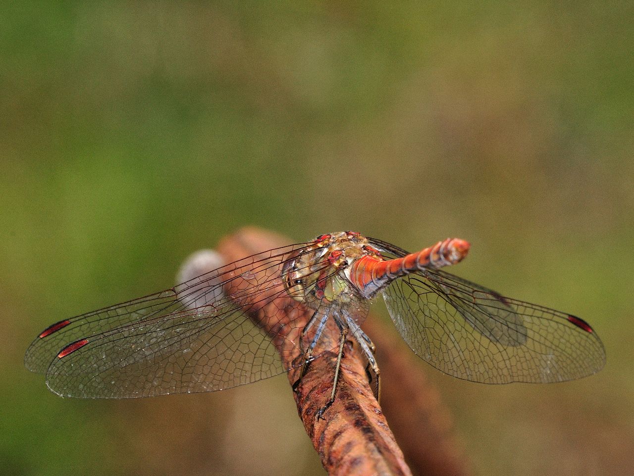 ID Libellula N.2